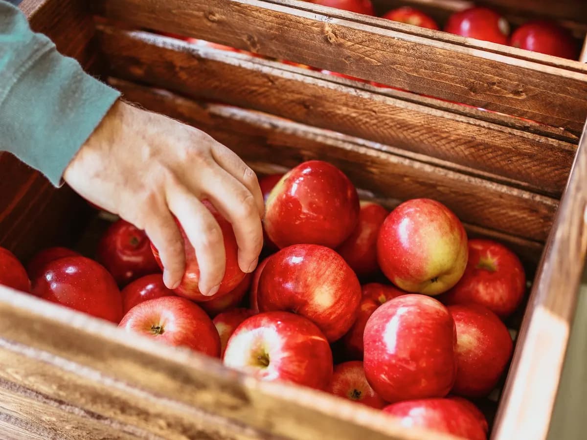 Rote Äpfel in einer Holzkiste